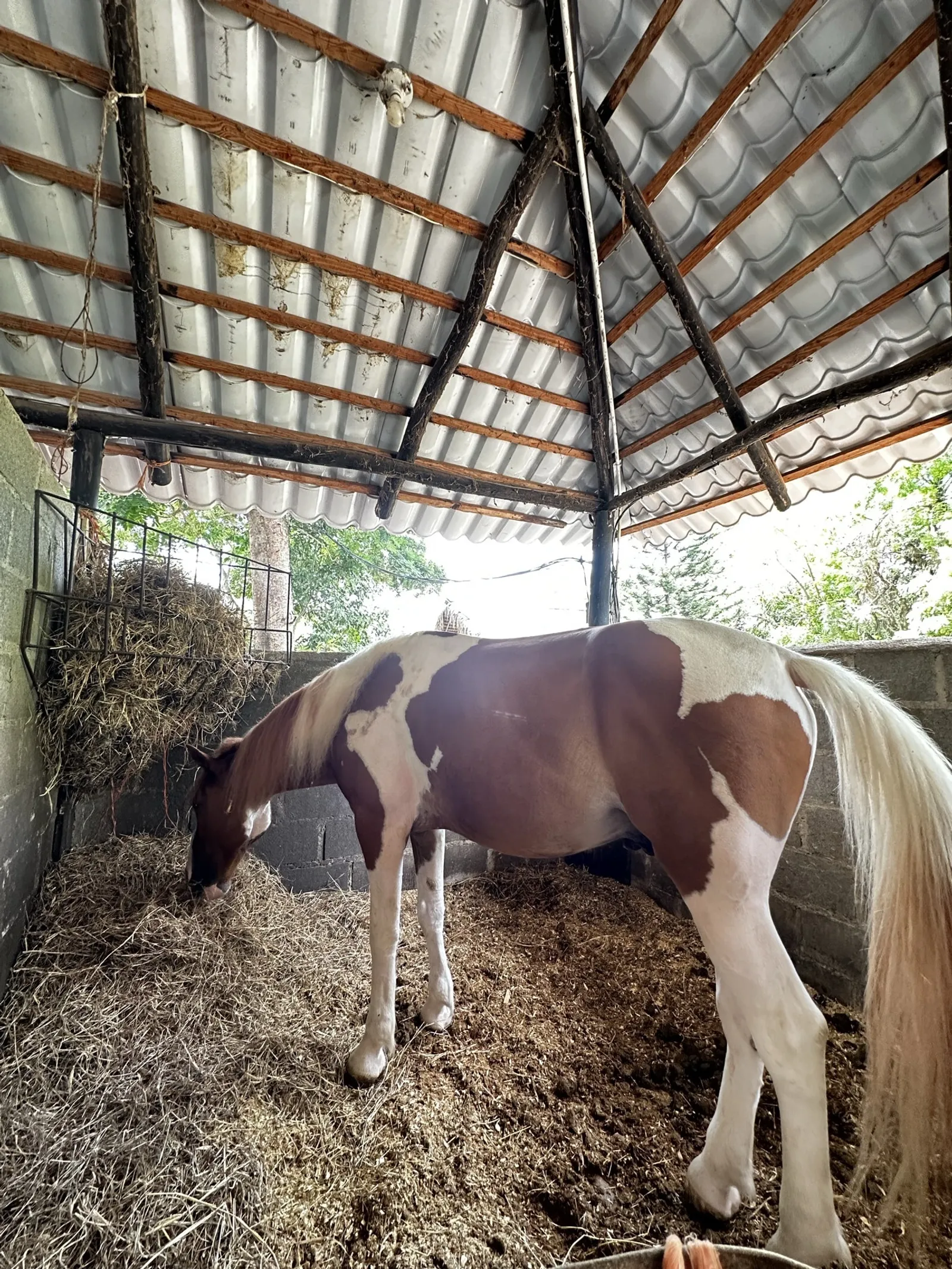Horseback Riding Getaway in La Cuaba 🐴, image 5 of 7