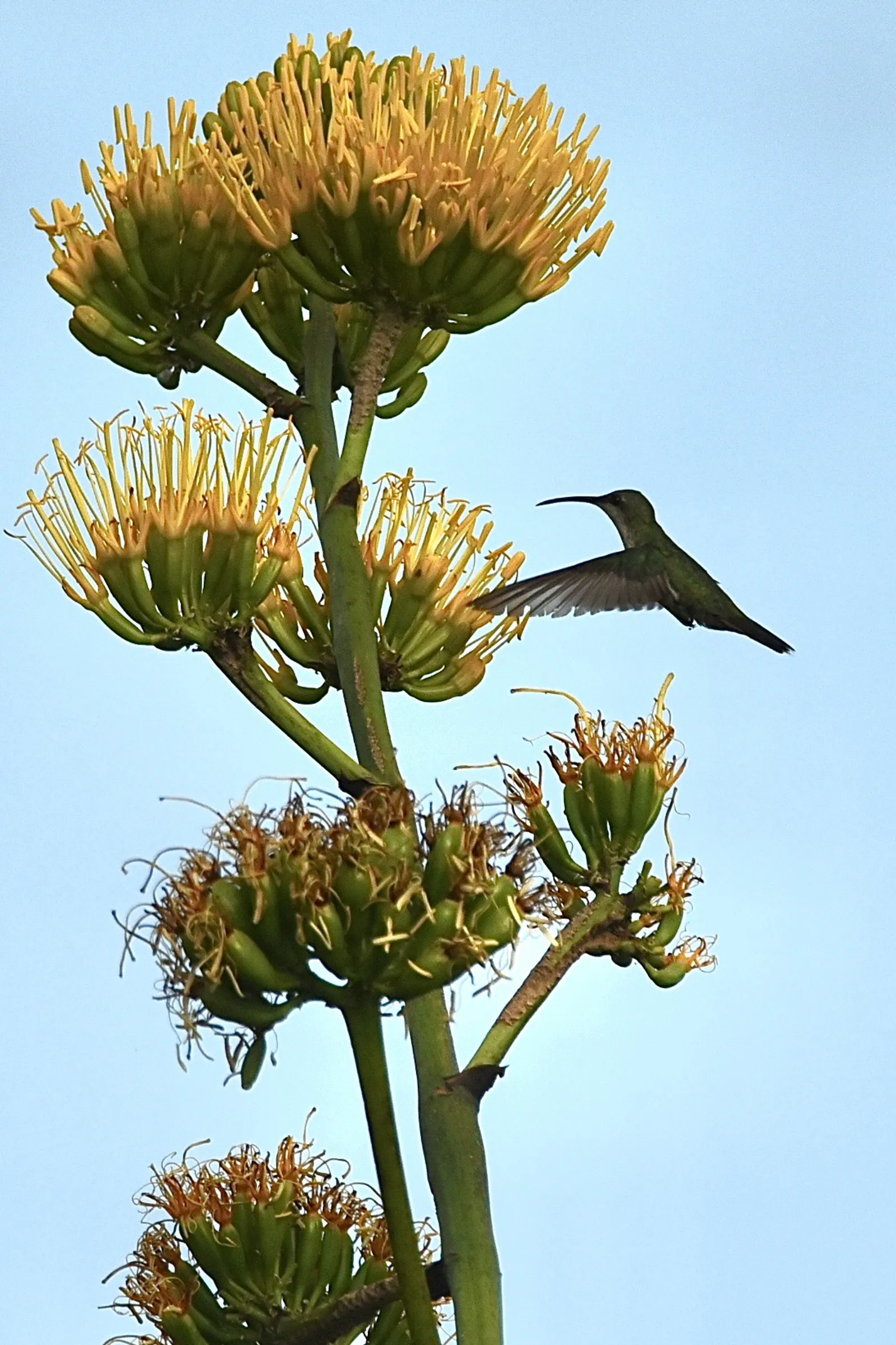 Birdwatching in the Dominican Republic: A Unique Nature Experience, image 2 of 39