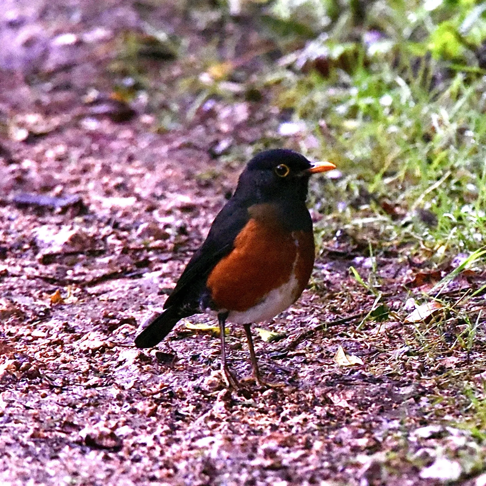 Birdwatching in the Dominican Republic: A Unique Nature Experience, image 16 of 39
