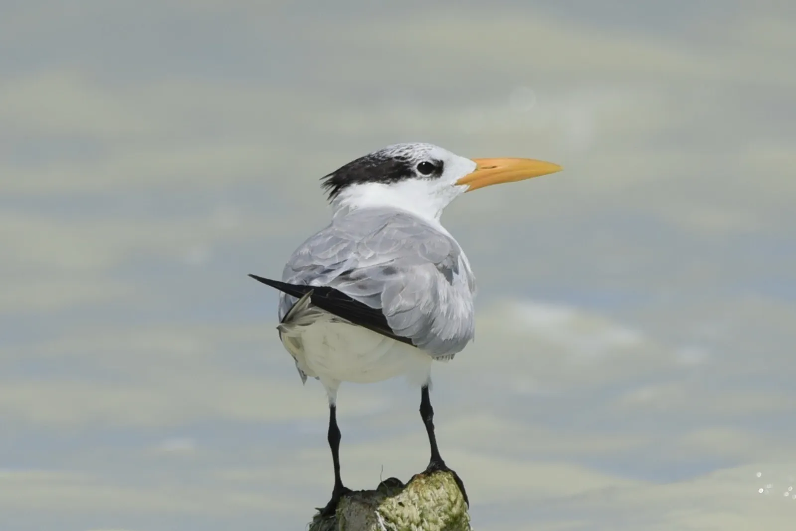 Birdwatching in the Dominican Republic: A Unique Nature Experience, image 17 of 39