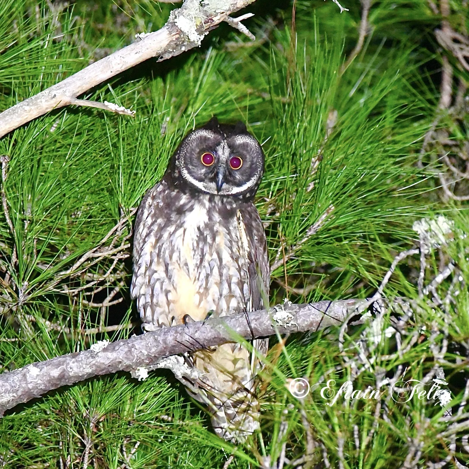 Birdwatching in the Dominican Republic: A Unique Nature Experience, image 3 of 39