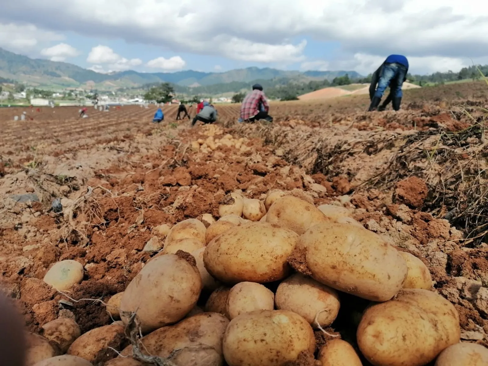 Ruta Agrícola Constanza, imagen 4 de 8