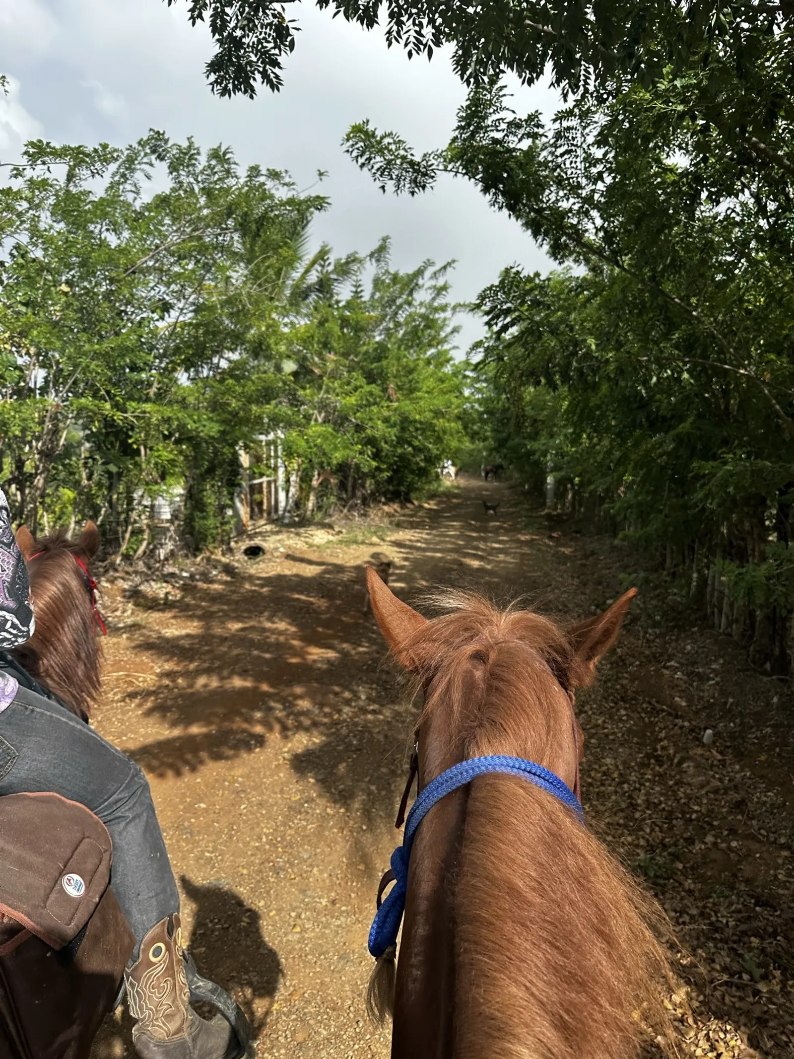 Horseback Riding Getaway in La Cuaba 🐴, image 3 of 7