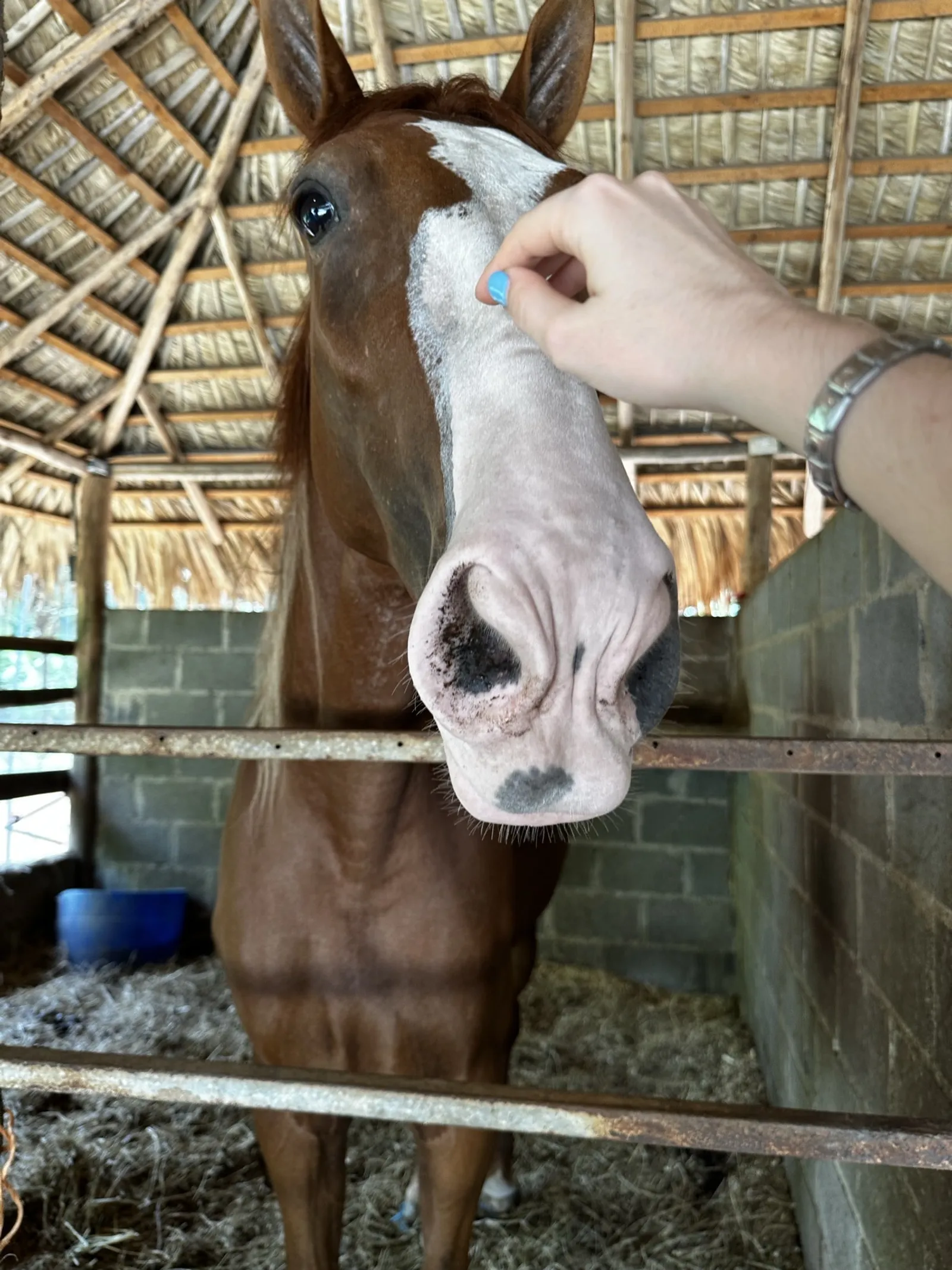 Horseback Riding Getaway in La Cuaba 🐴, image 4 of 7