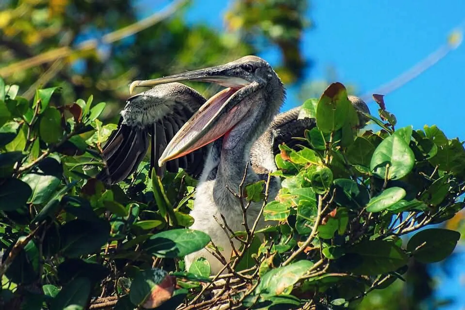 Los Haitises National Park and Cayo Levantado, image 5 of 15