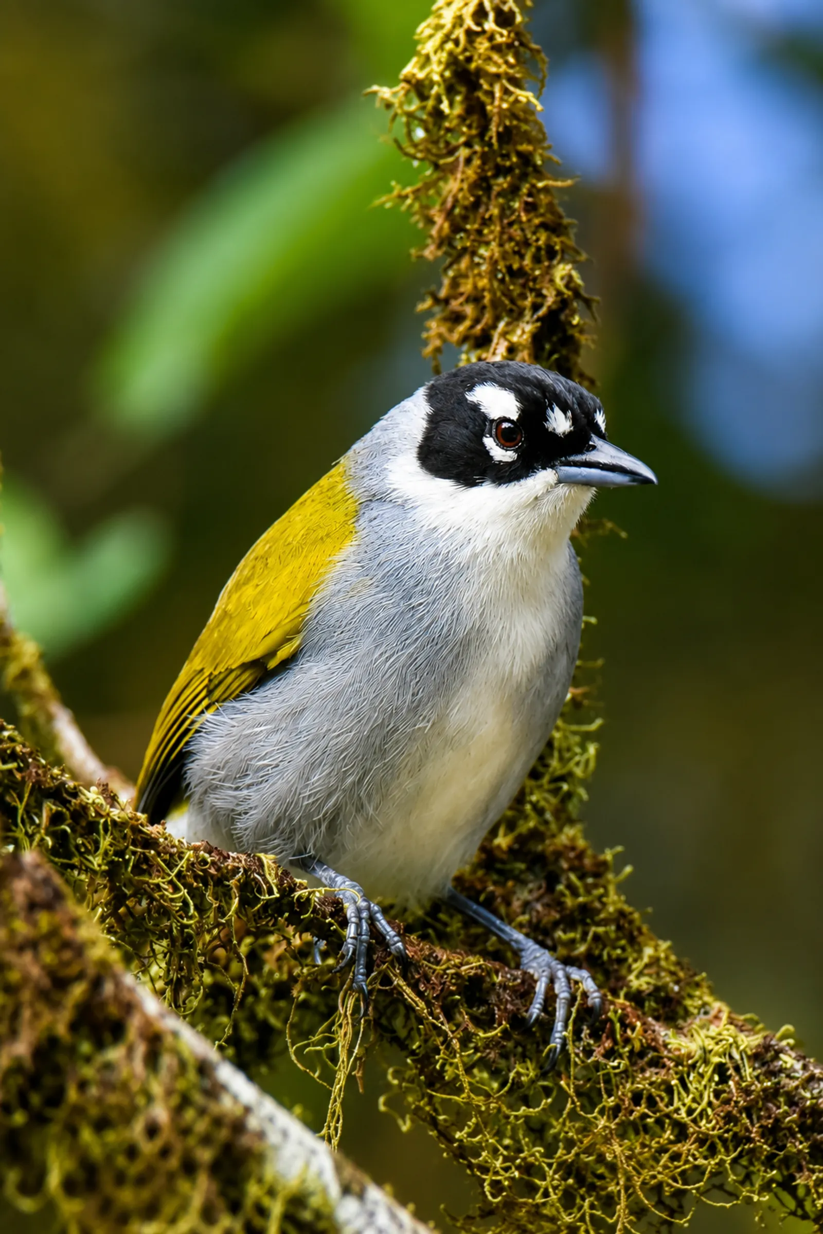 Birdwatching in the Dominican Republic: A Unique Nature Experience, image 4 of 39