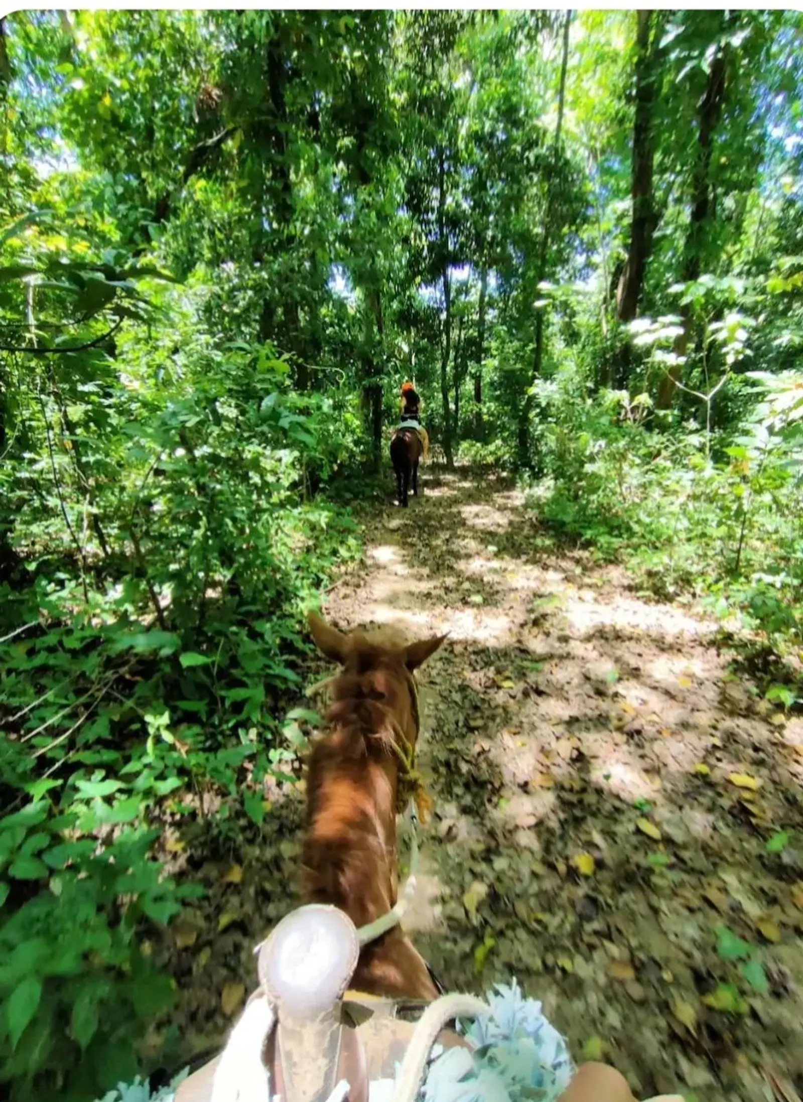 Horseback riding to Playa Madama, image 3 of 4