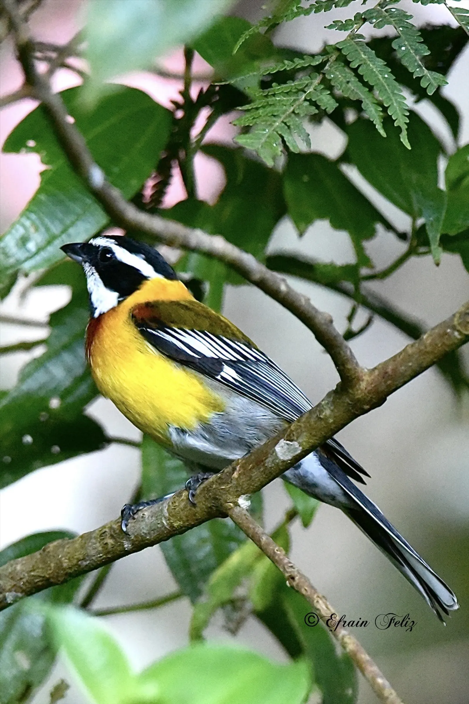 Birdwatching in the Dominican Republic: A Unique Nature Experience, image 5 of 39