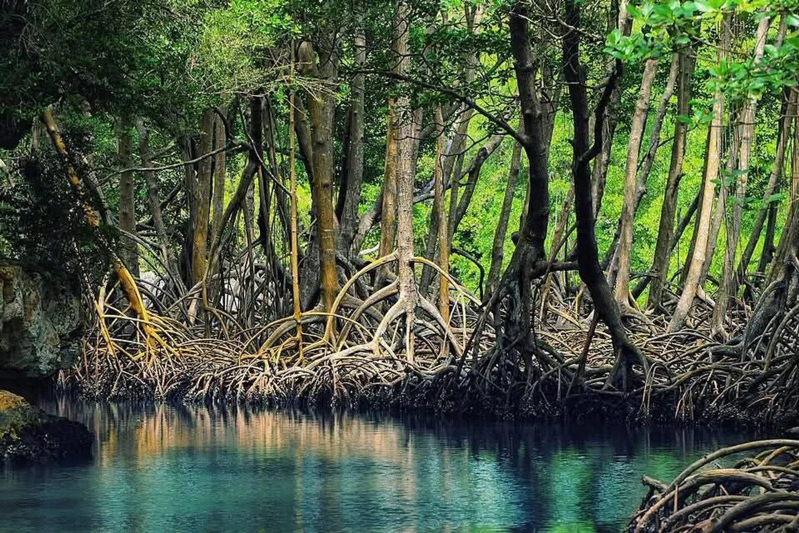Los Haitises National Park and Cayo Levantado, image 9 of 15