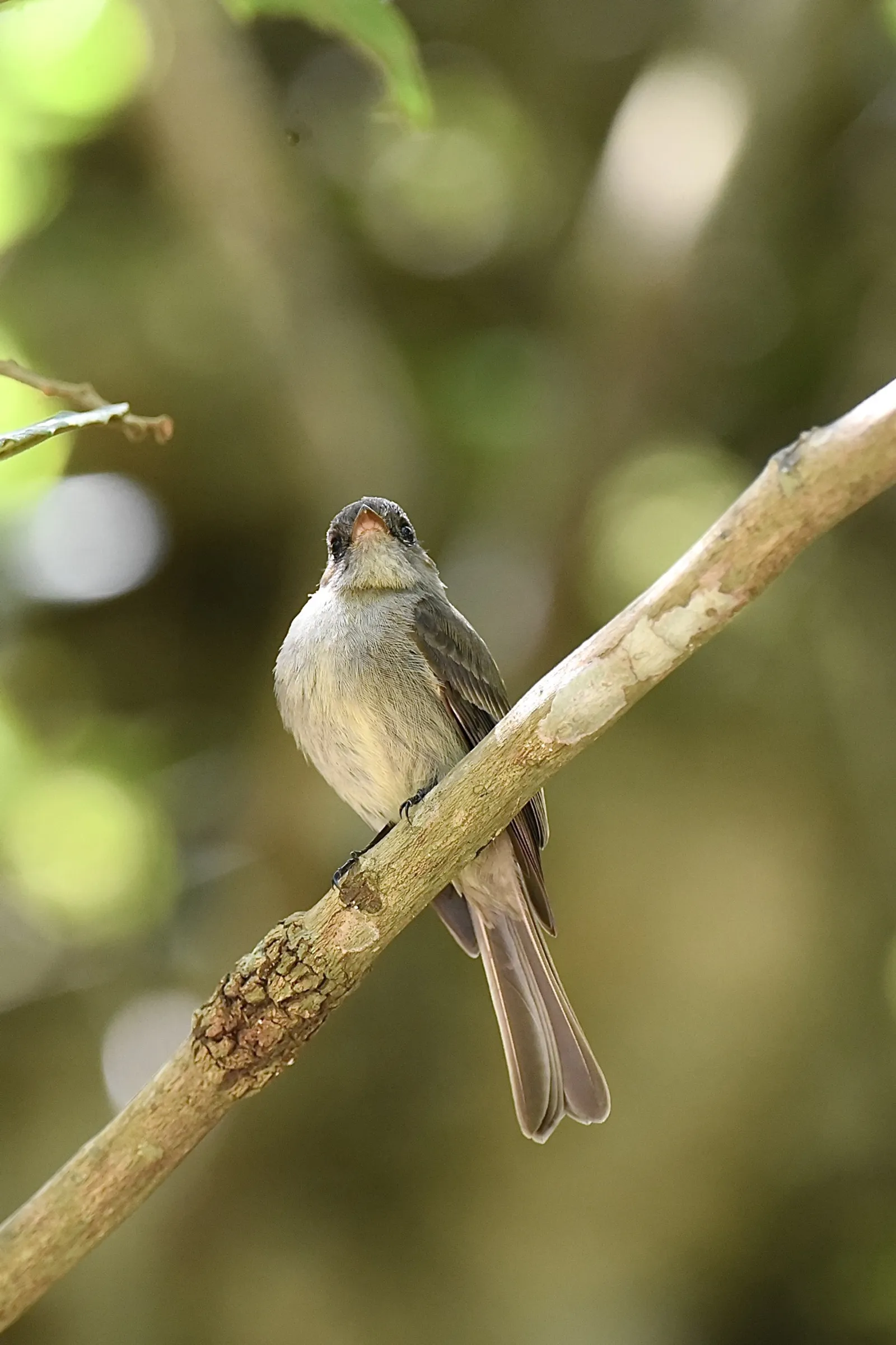 Birdwatching in the Dominican Republic: A Unique Nature Experience, image 6 of 39