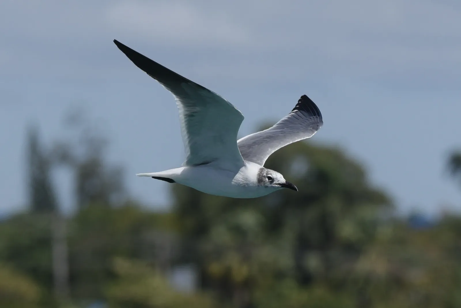 Birdwatching in the Dominican Republic: A Unique Nature Experience, image 18 of 39