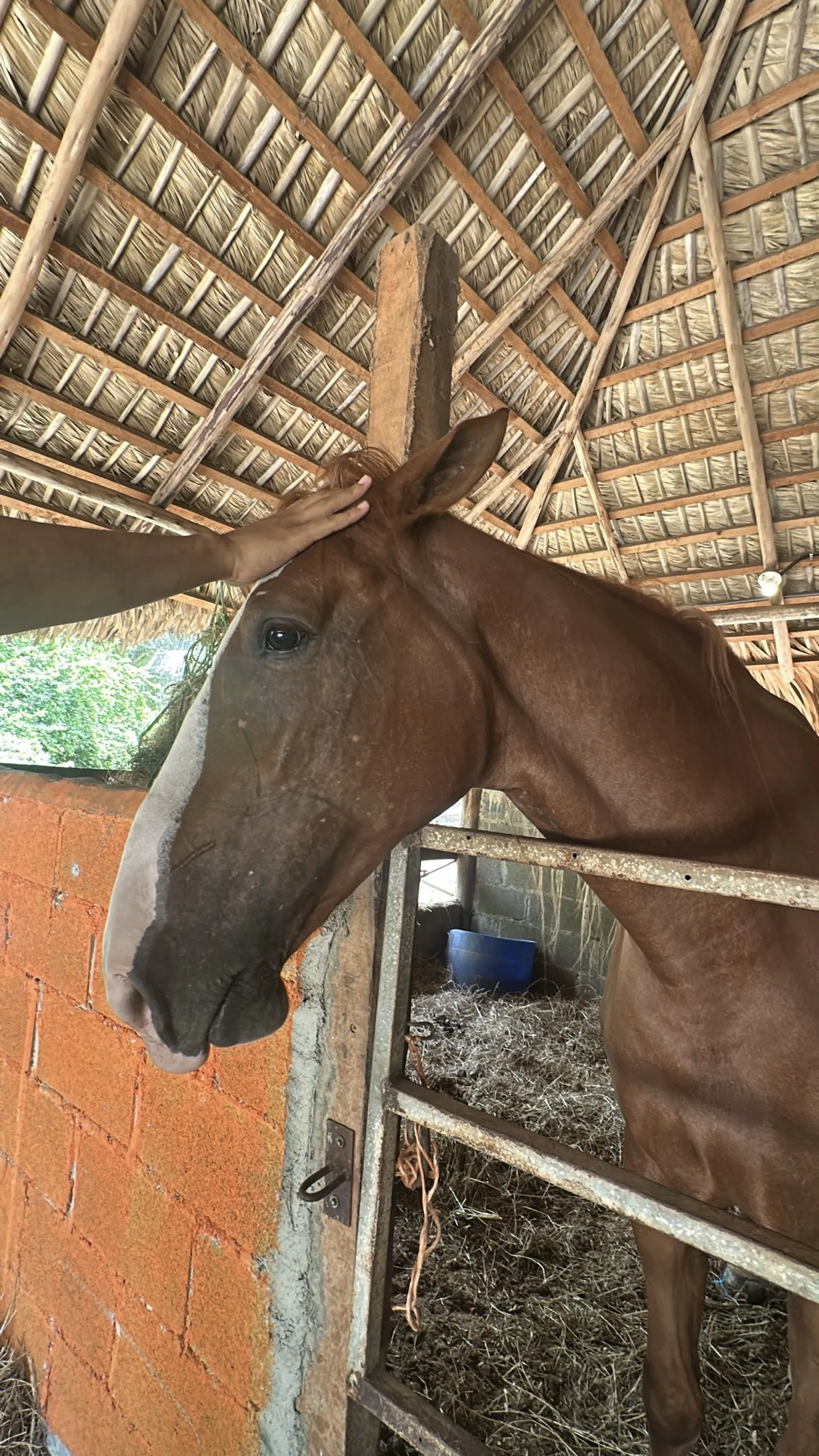 Horseback Riding Getaway in La Cuaba 🐴, image 2 of 7