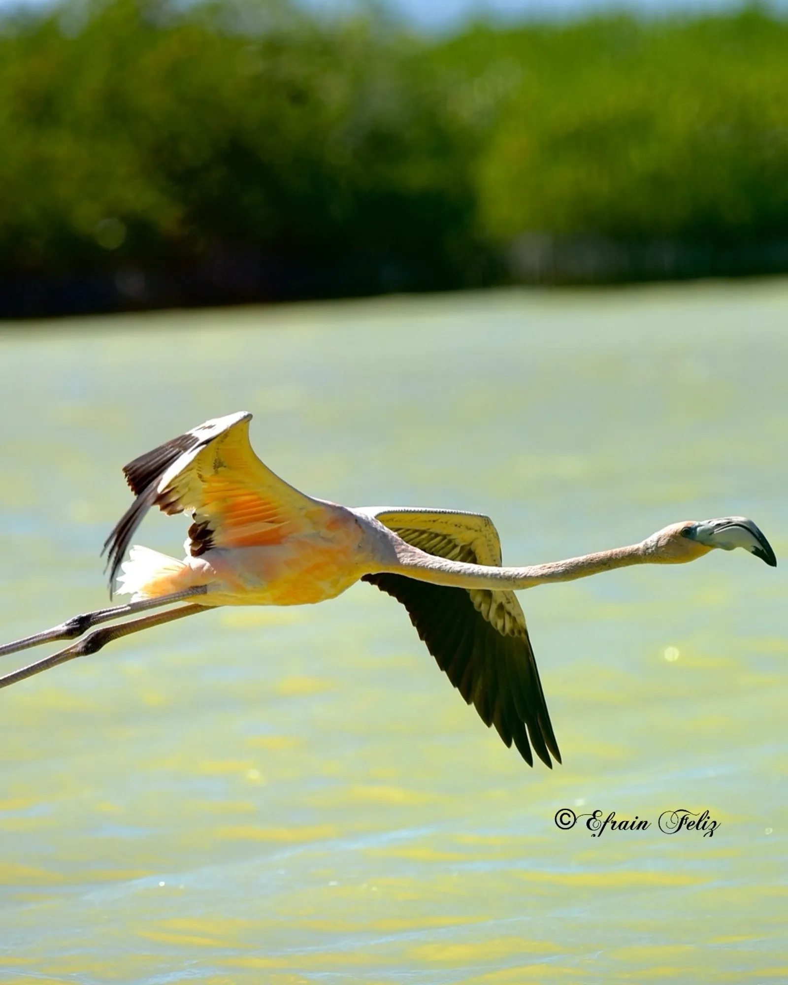 Birdwatching in the Dominican Republic: A Unique Nature Experience, image 14 of 39