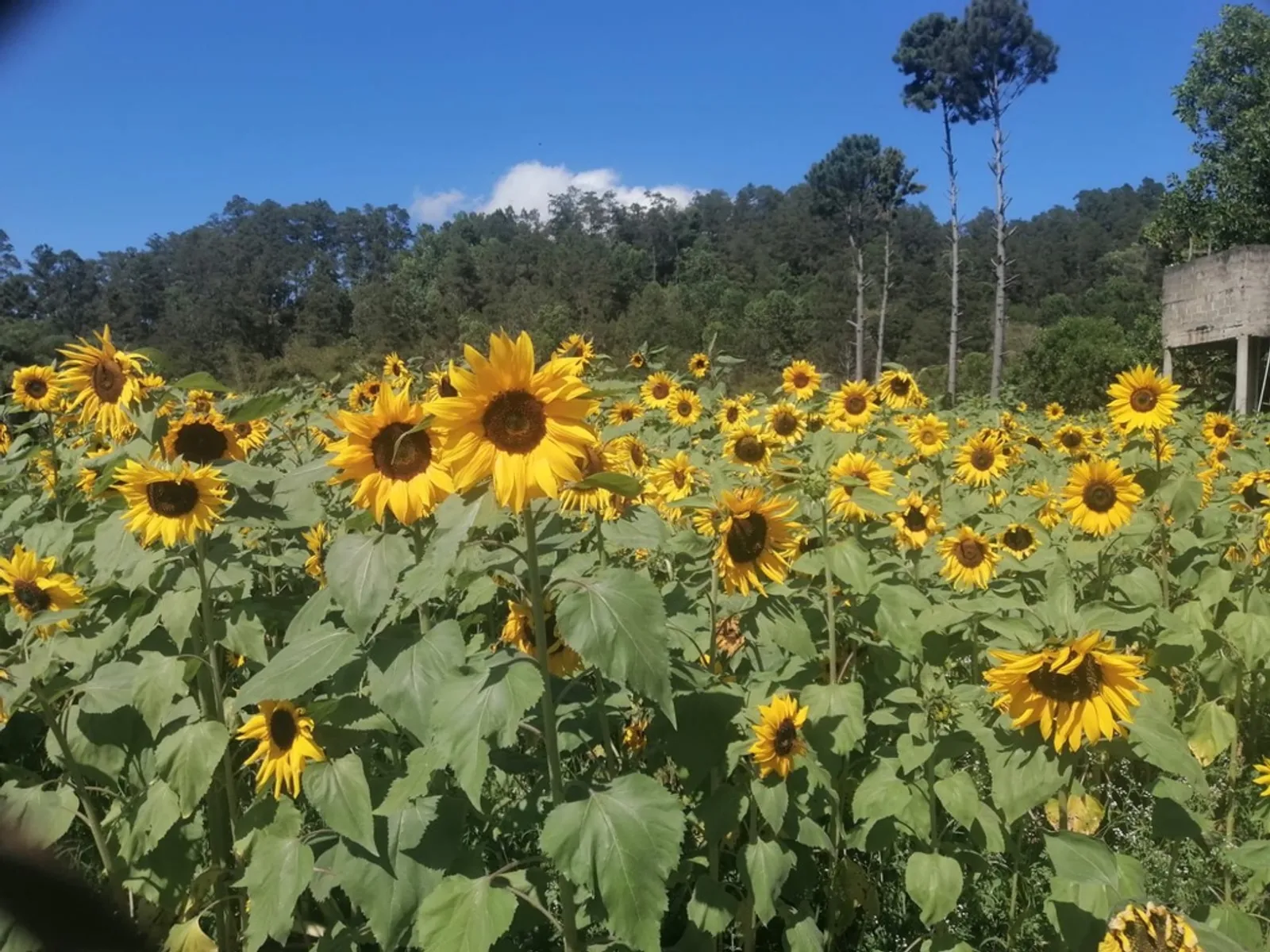 Ruta Agrícola Constanza, imagen 5 de 8