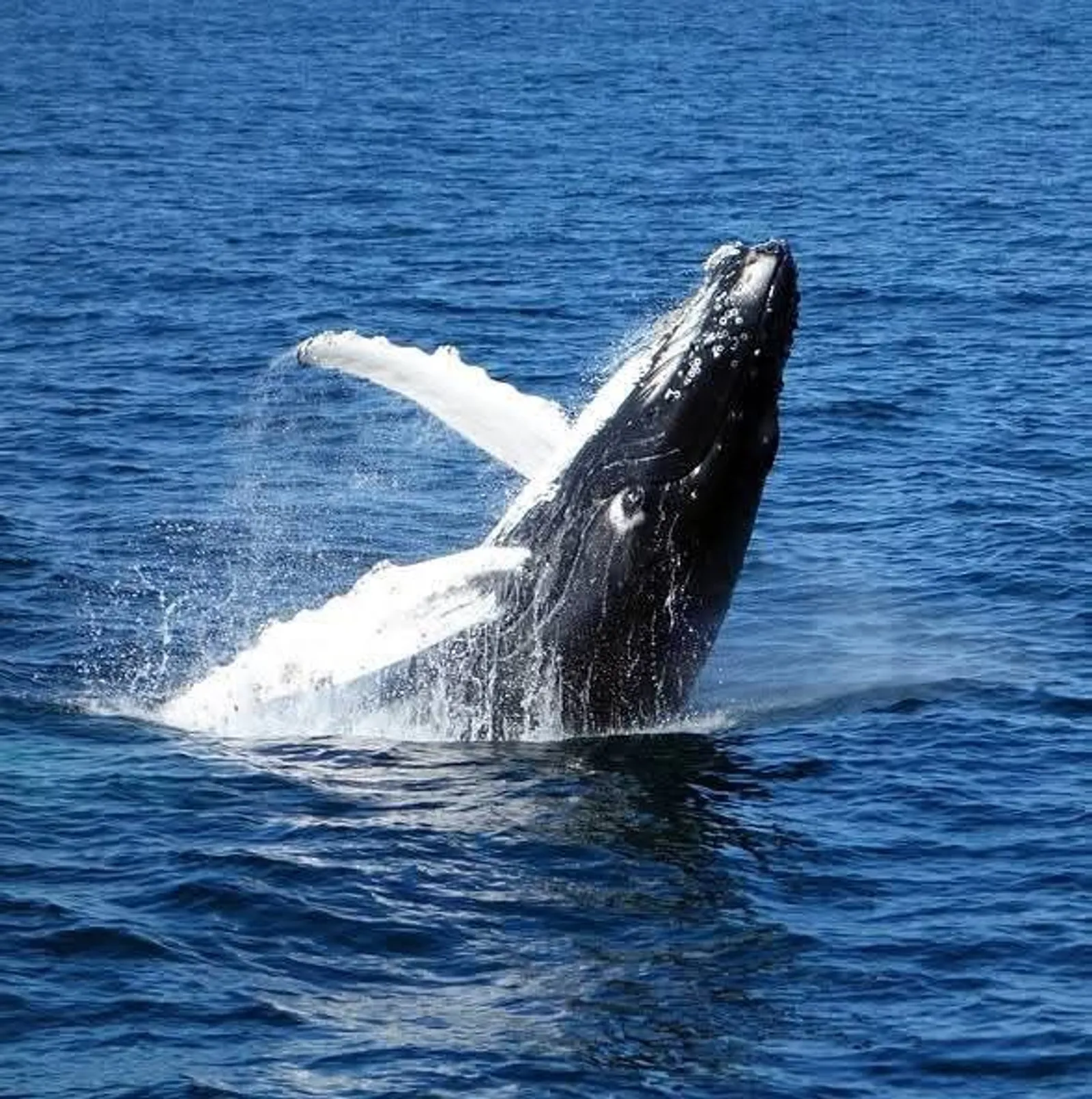 Humpback Whales and Cayo Levantado, image 5 of 13