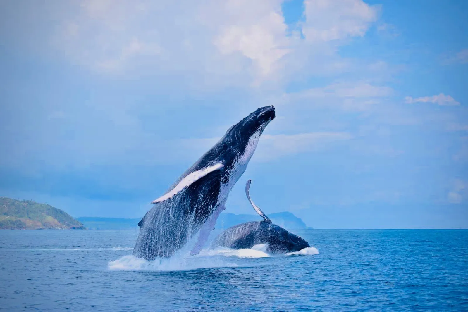 Humpback Whales and Cayo Levantado, image 7 of 13