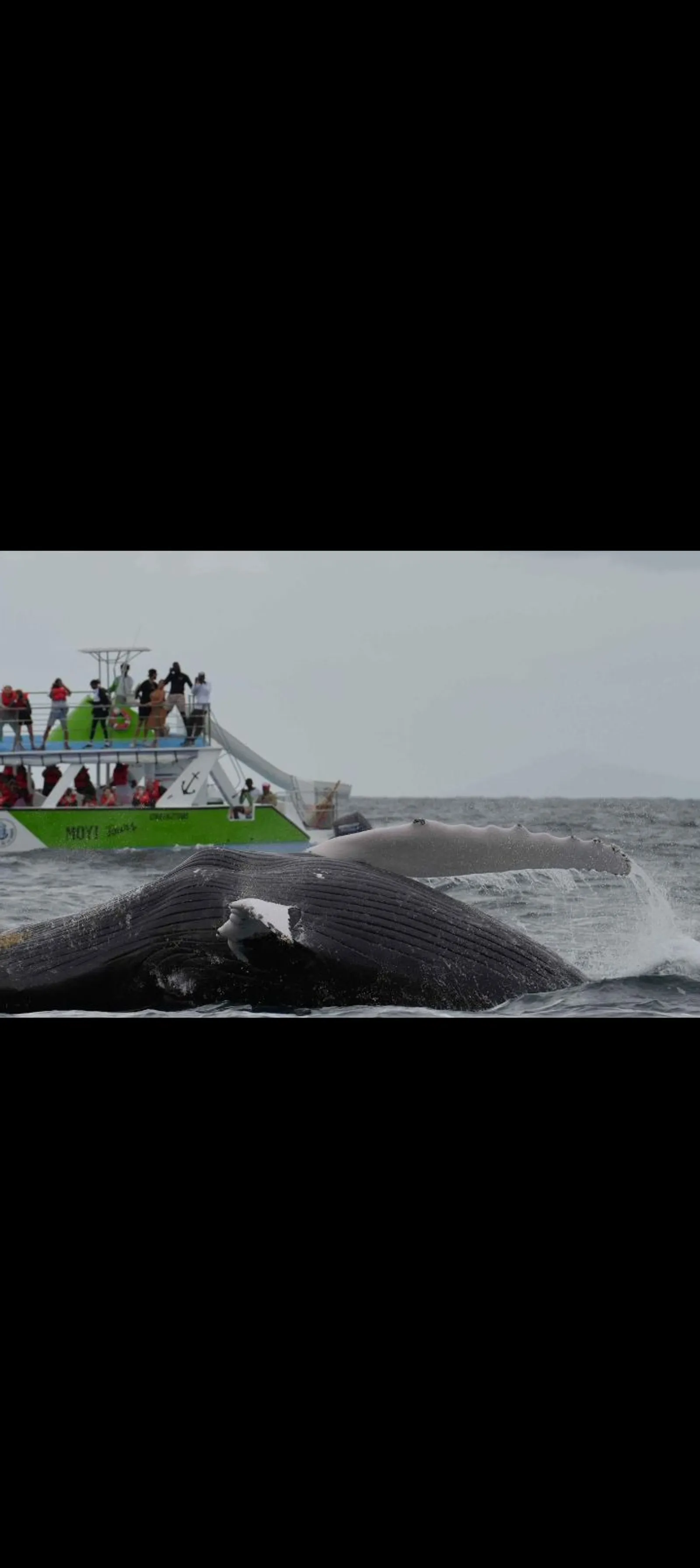 Humpback Whales and Cayo Levantado, image 2 of 13