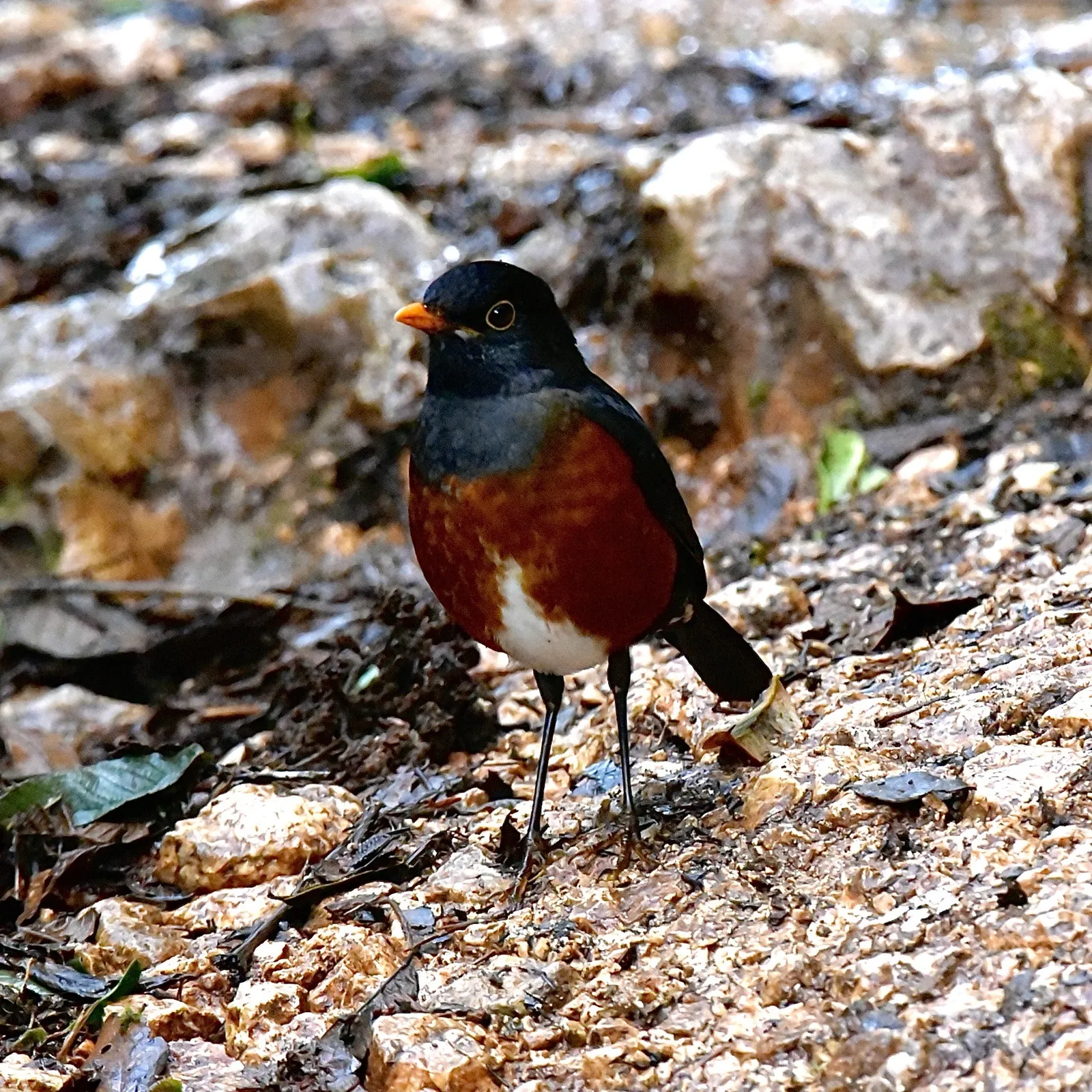 Birdwatching in the Dominican Republic: A Unique Nature Experience, image 15 of 39