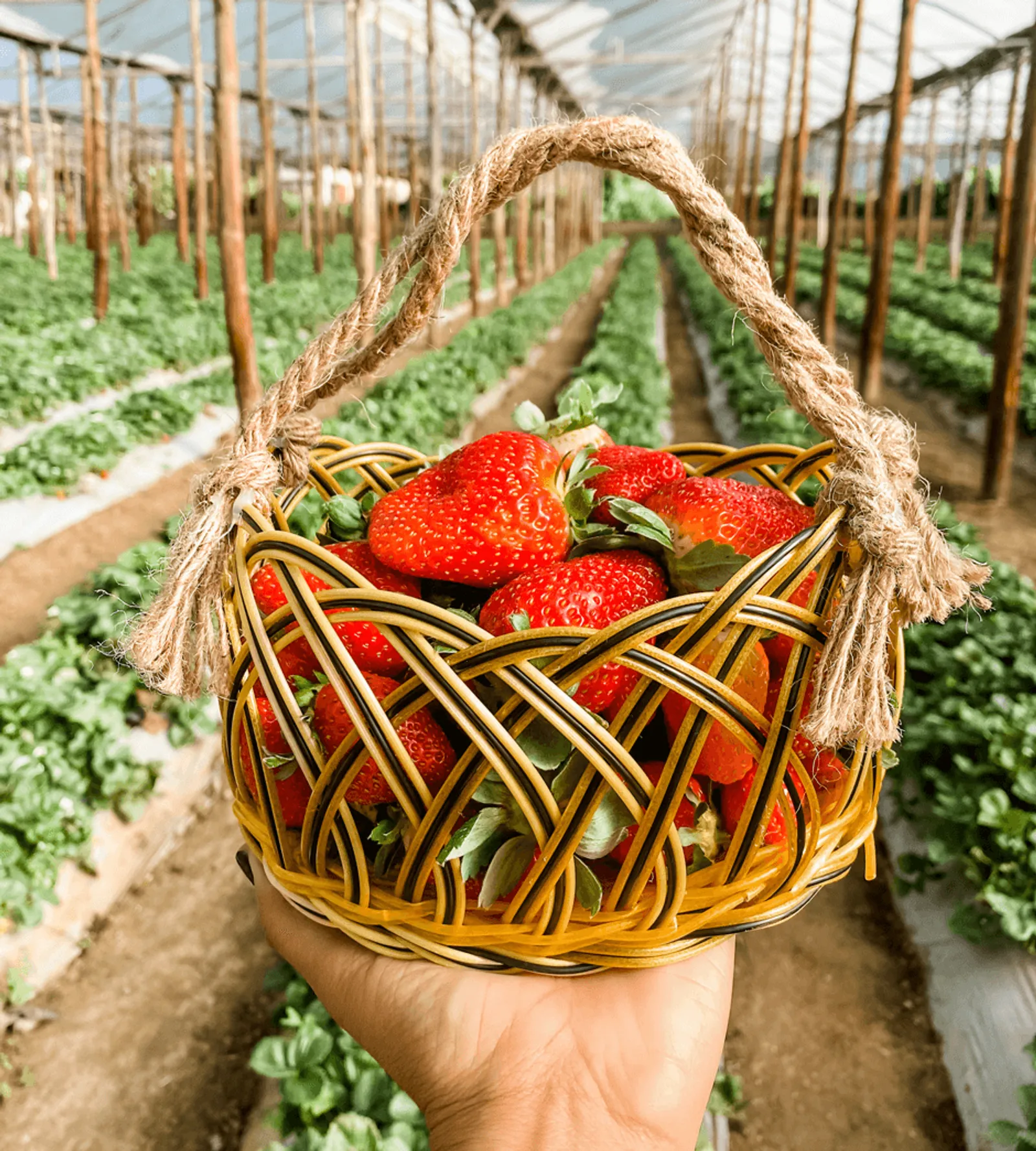Fresas Ariyama, imagen 2 de 2