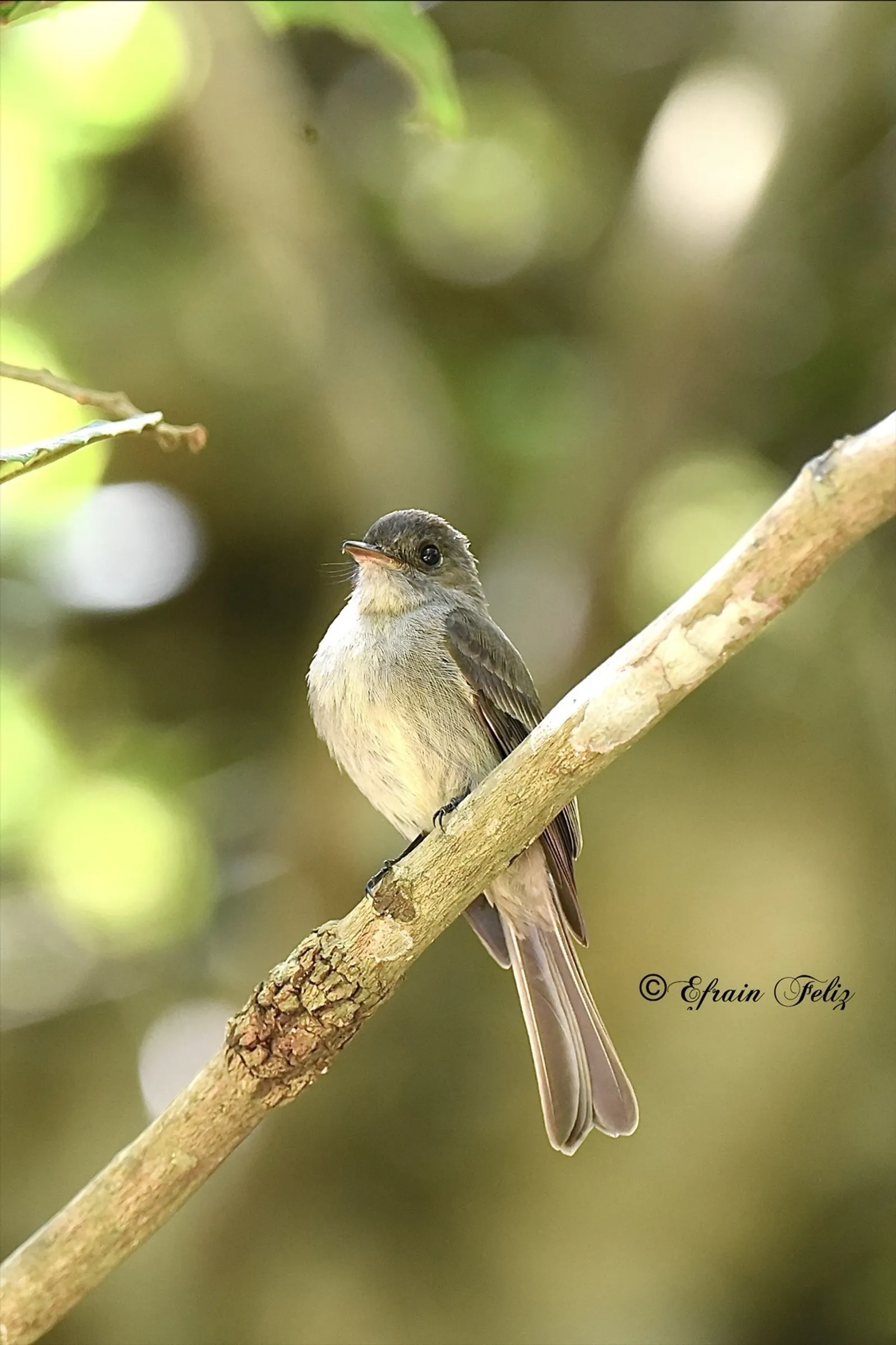 Birdwatching in the Dominican Republic: A Unique Nature Experience, image 7 of 39