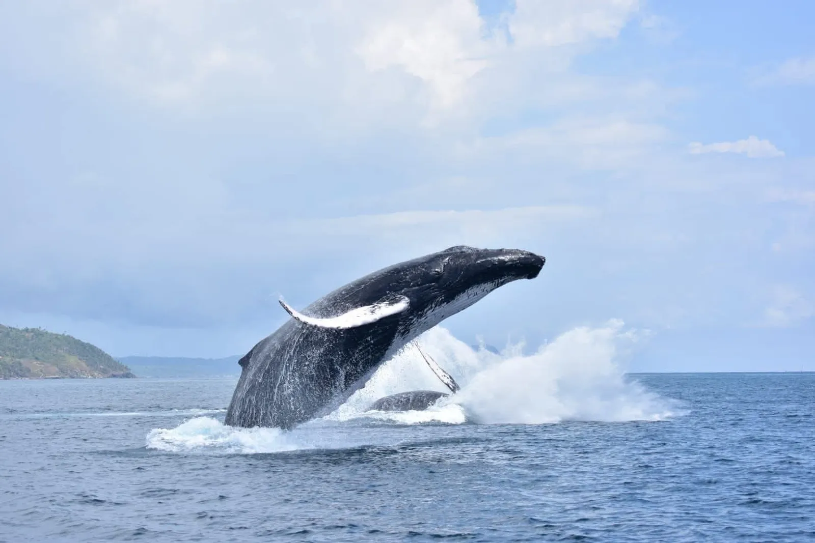 Humpback Whales and Cayo Levantado, image 8 of 13