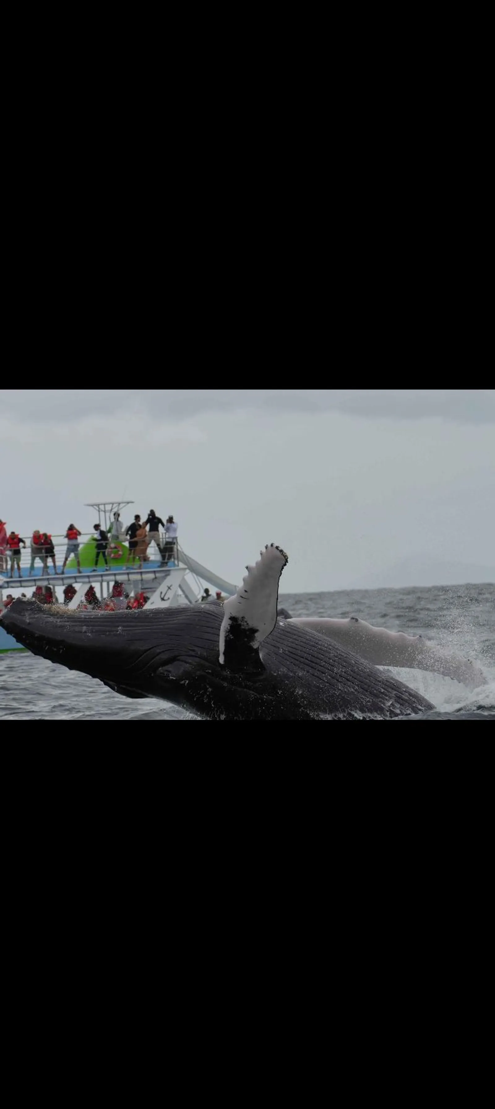 Humpback Whales and Cayo Levantado, image 3 of 13