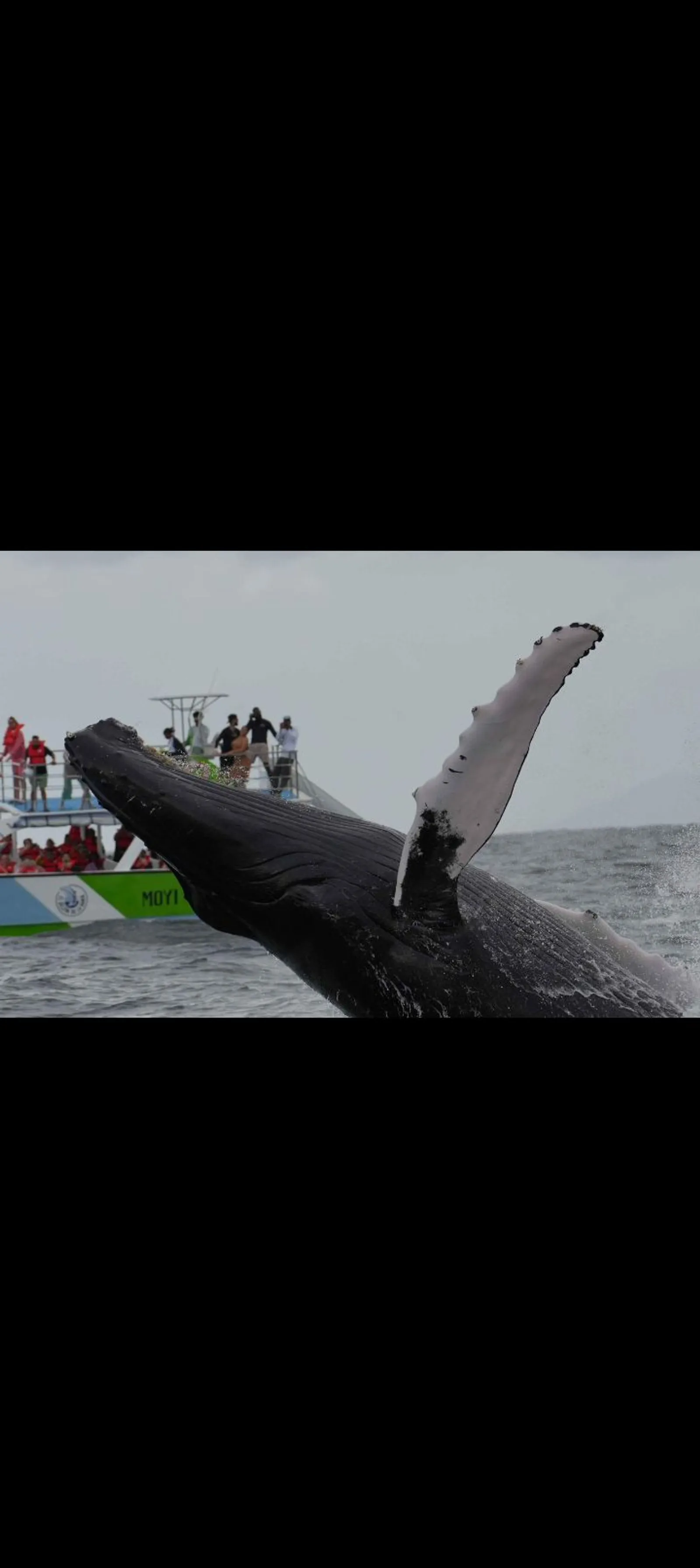 Humpback Whales and Cayo Levantado, image 4 of 13