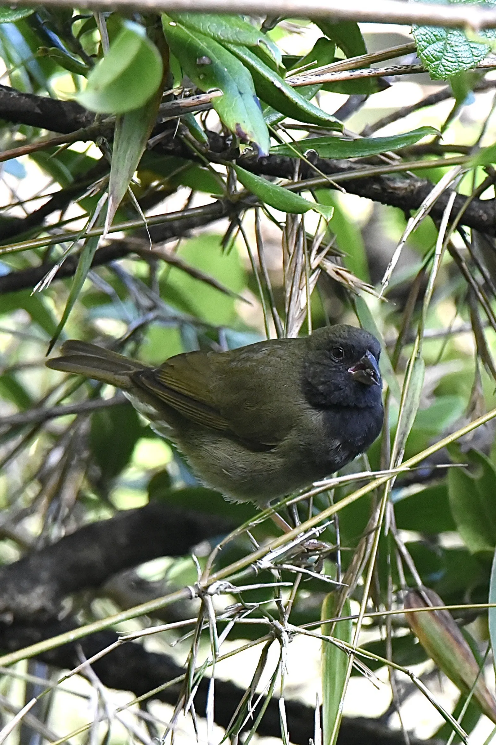 Birdwatching in the Dominican Republic: A Unique Nature Experience, image 9 of 39