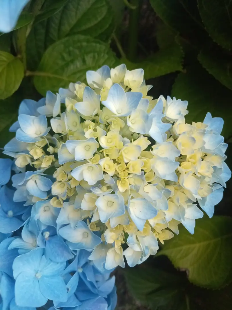 Hydrangea Route in Valle Nuevo