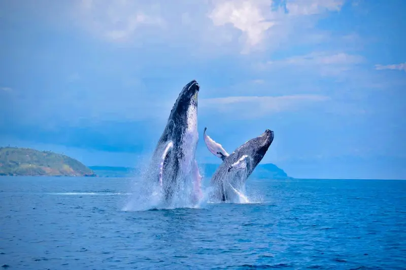Las Ballenas Jorobadas y Cayo Levantado