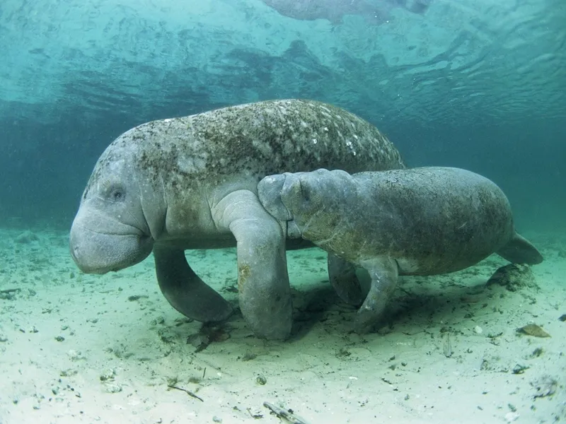 Estero Hondo Manatee Eco Walk