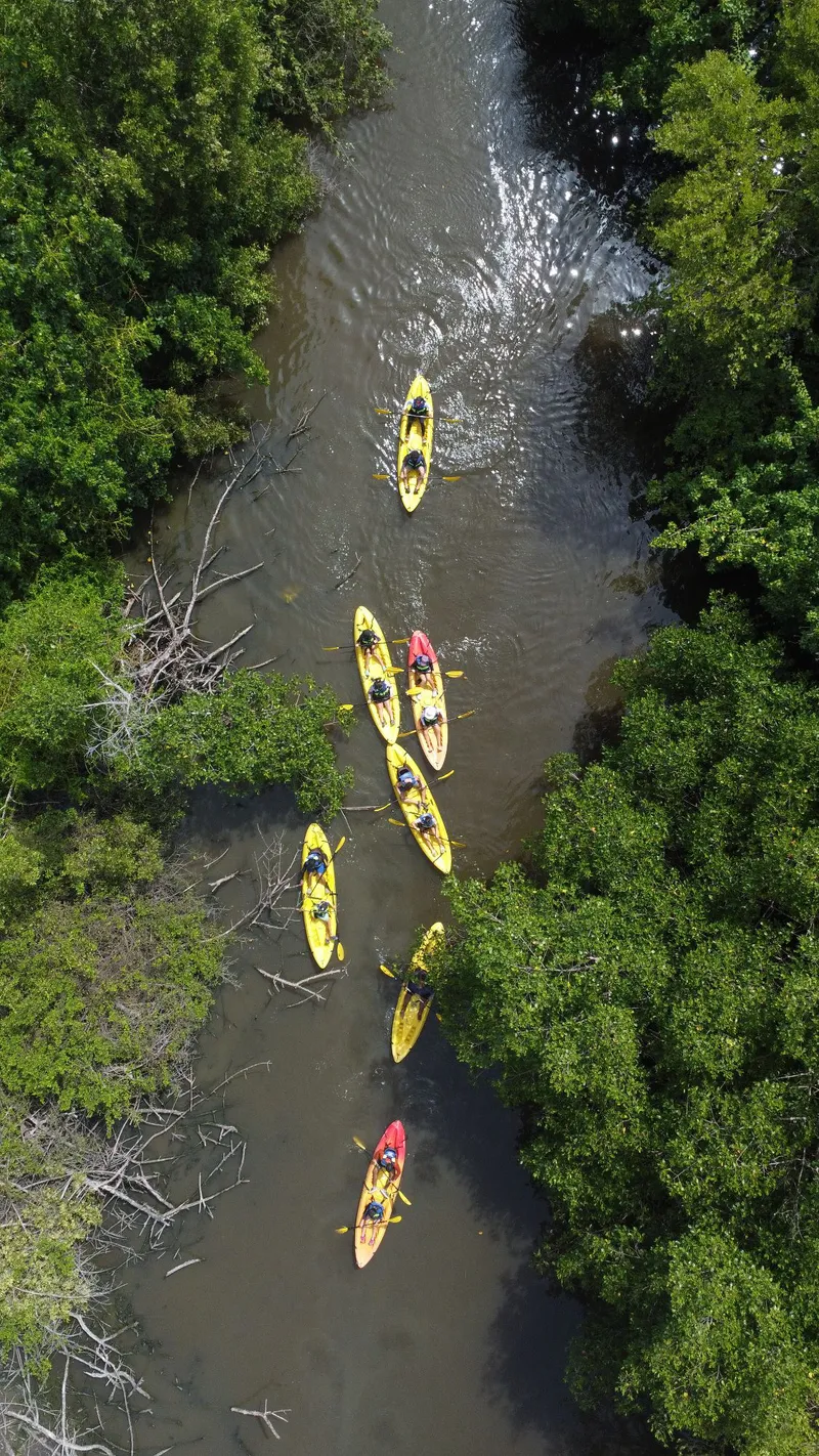 Kayak Adventure through the Mangroves of Costambar
