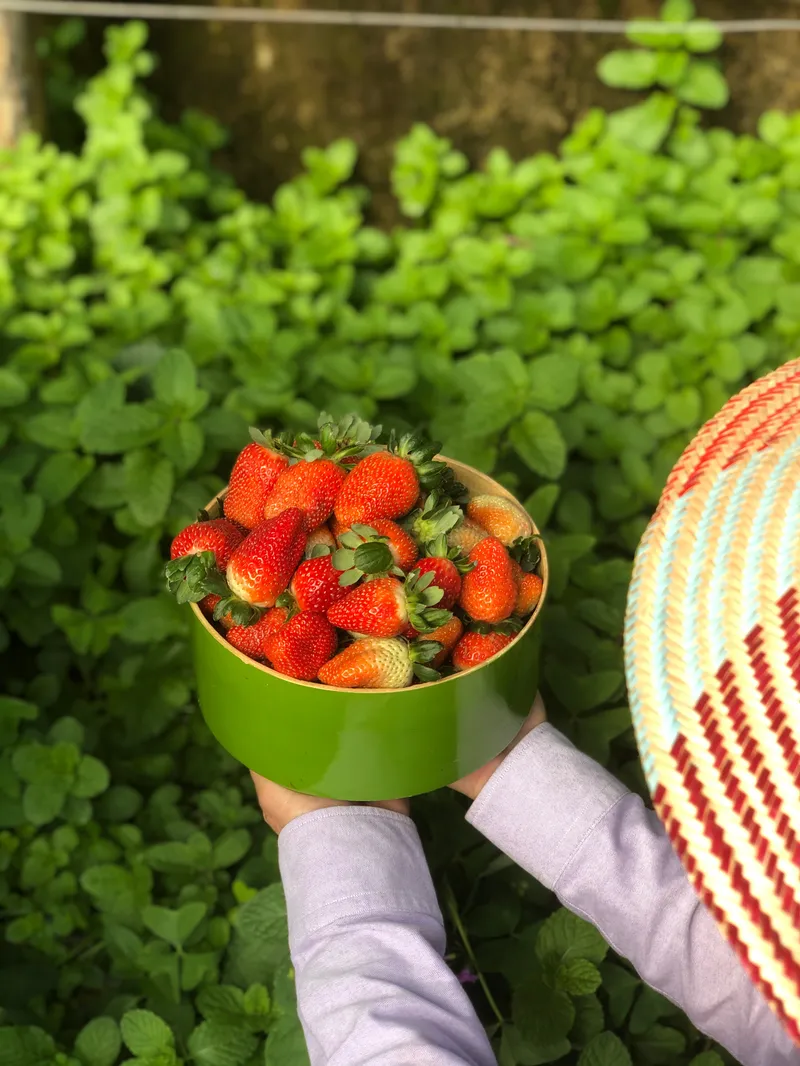 Fresas Ariyama